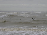 DSCN0726.JPG