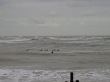 DSCN0729.JPG